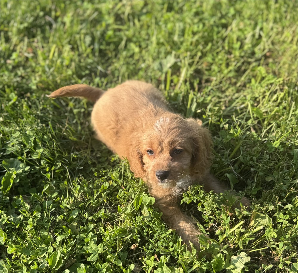 Cute Cavapoo Female