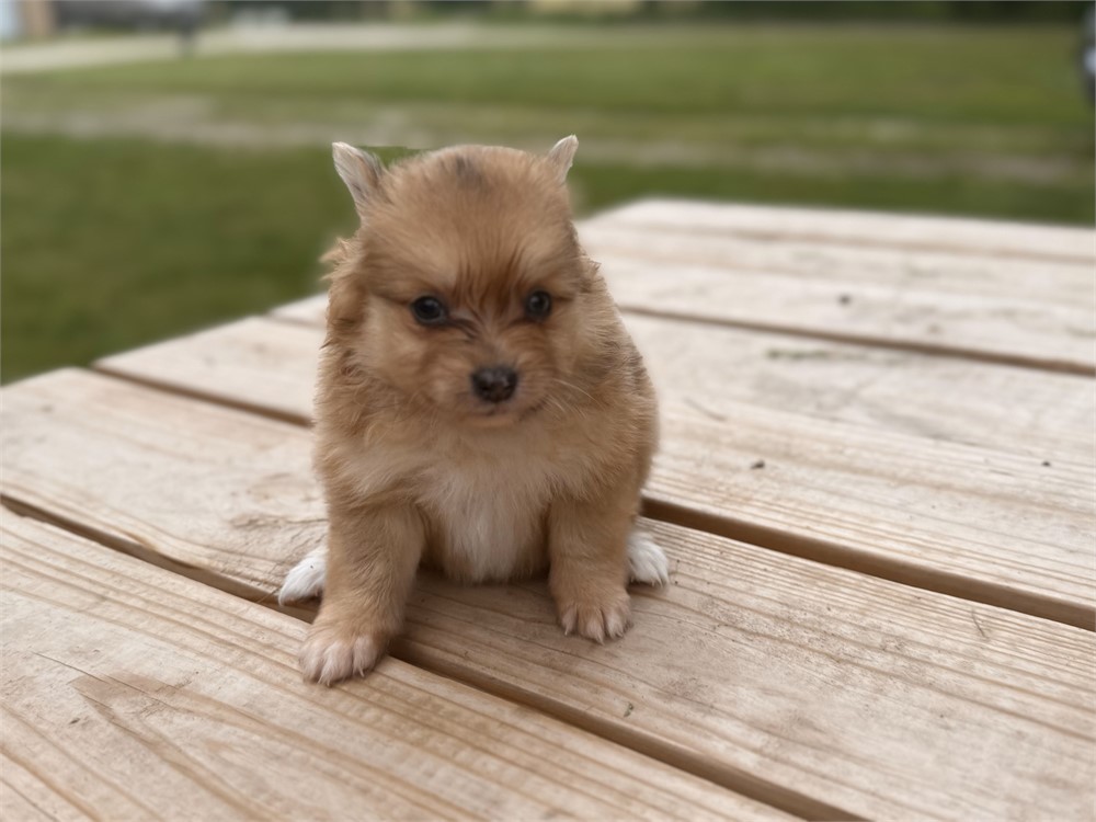 Pomeranian female