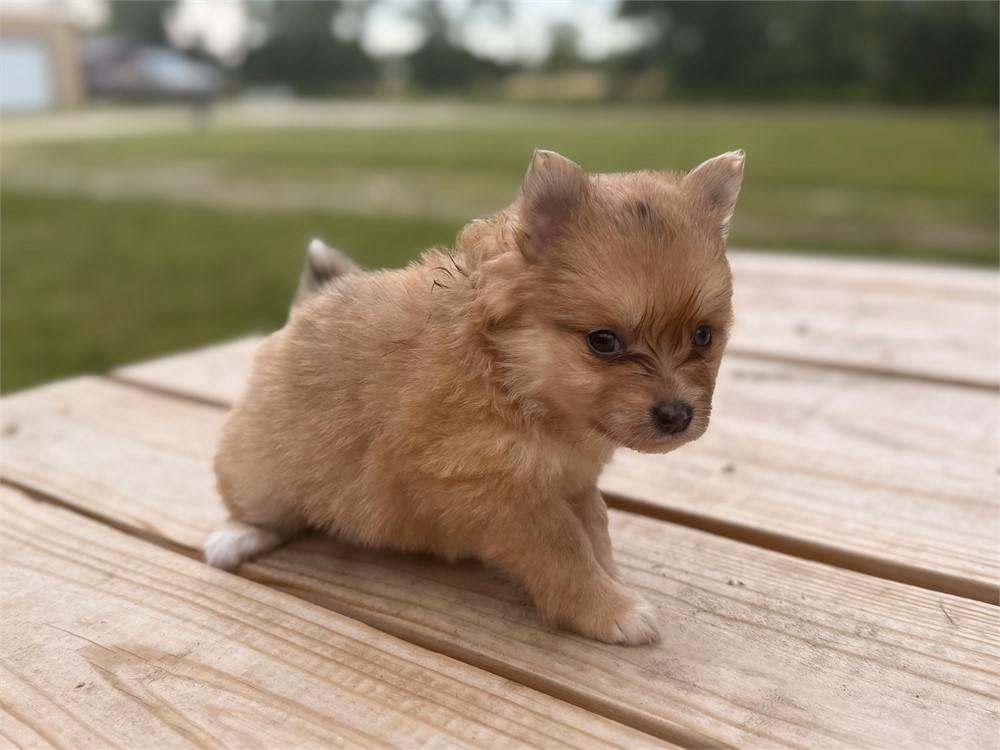 Pomeranian female