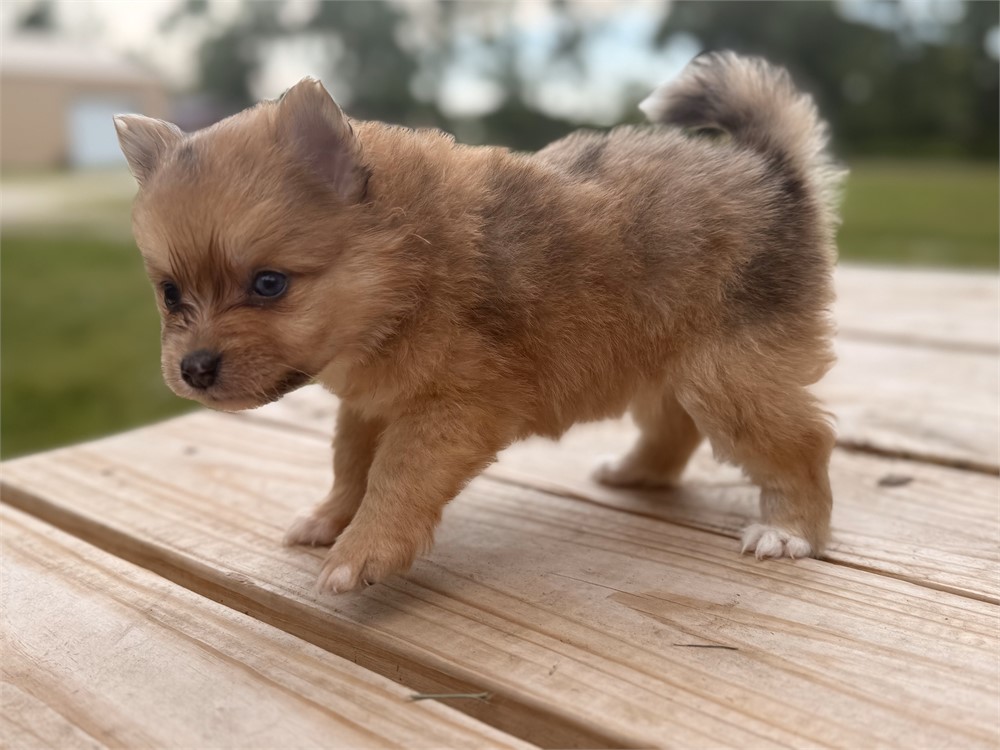 Pomeranian female