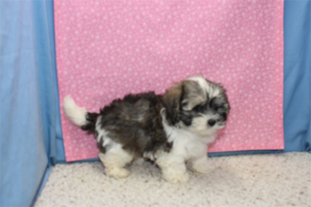 Morkiepoo Male