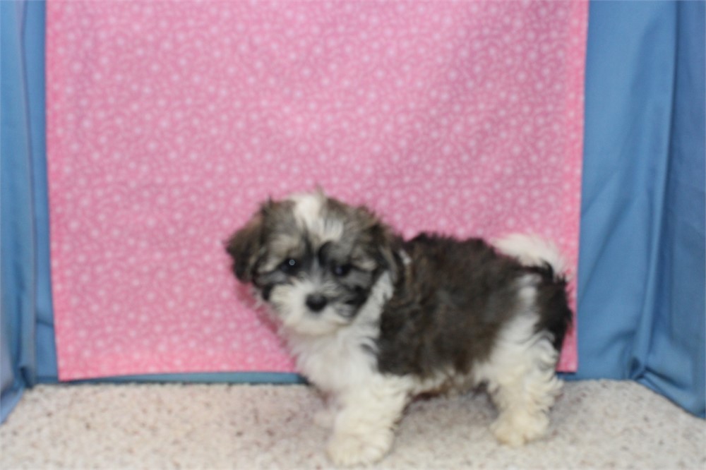 Morkiepoo Male