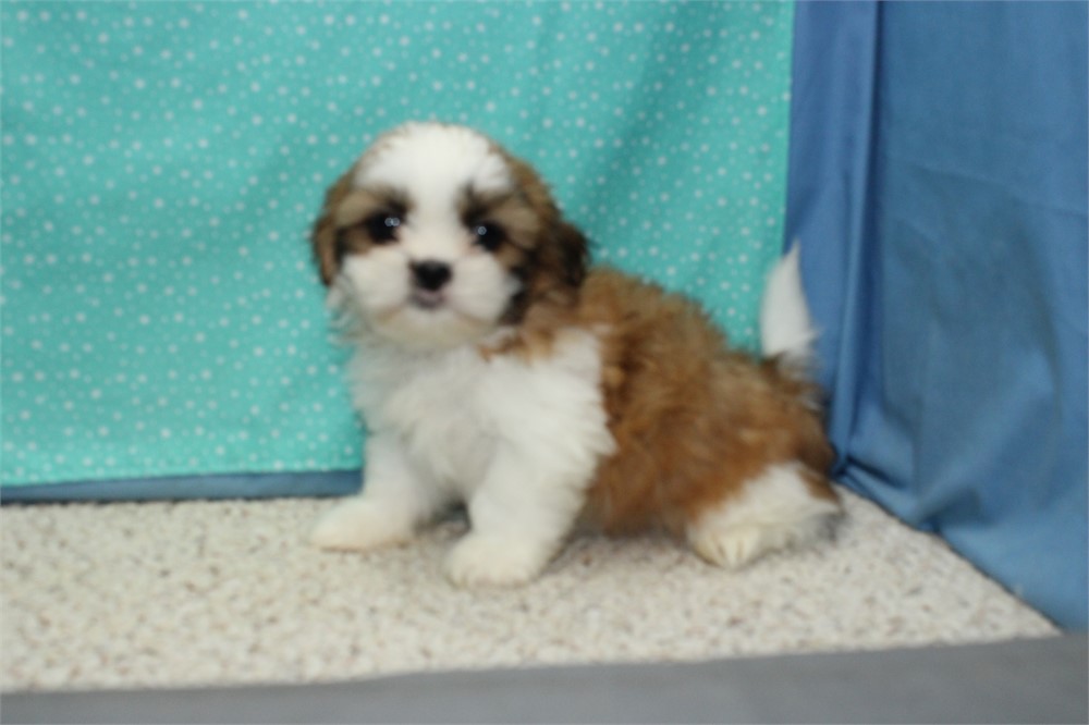 Shih Tzu Male