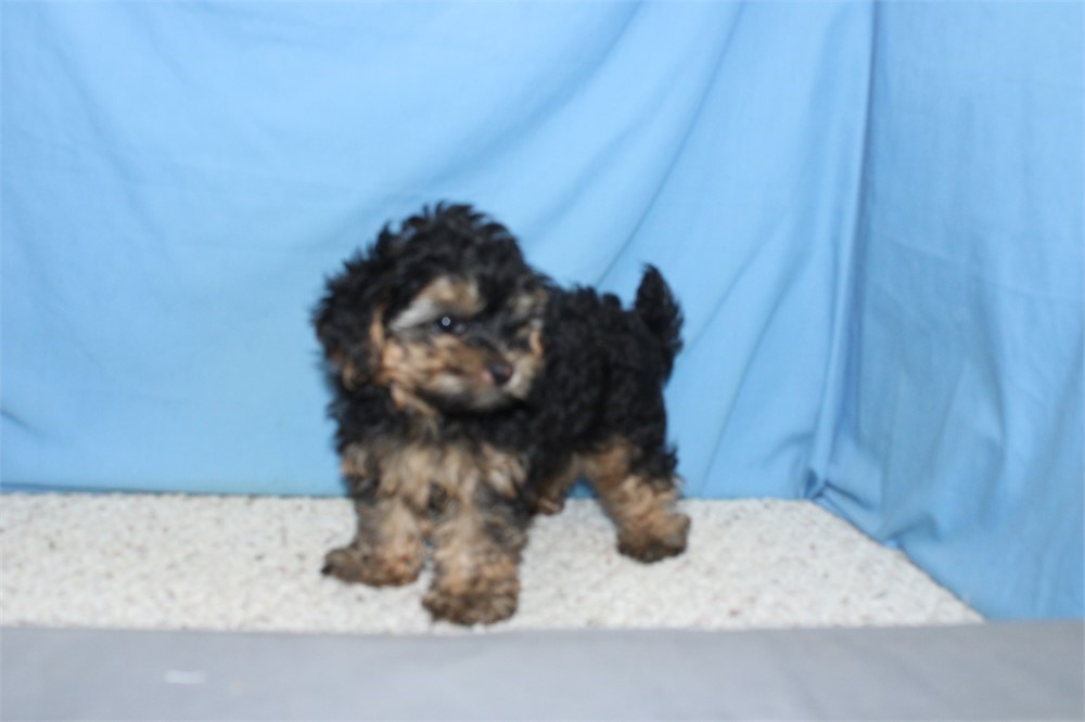 Morkiepoo Male