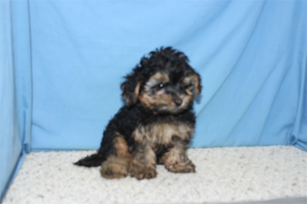 Morkiepoo Male