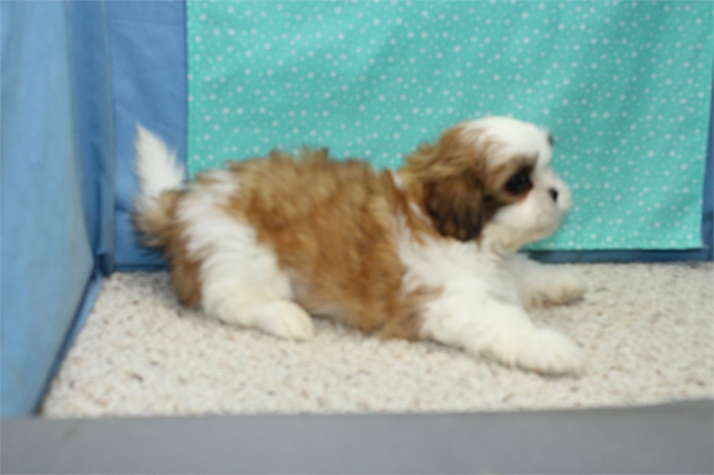Shih Tzu Male
