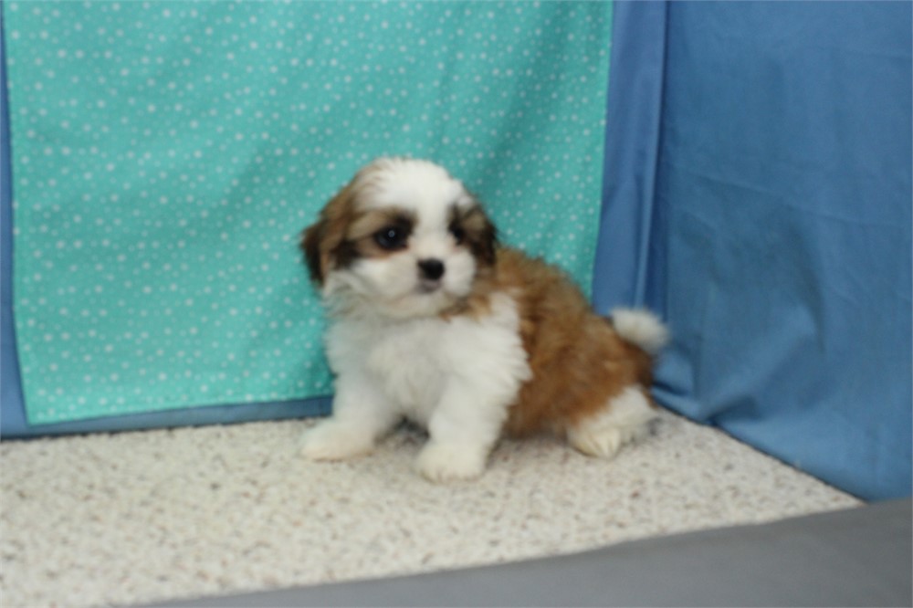 Shih Tzu Male