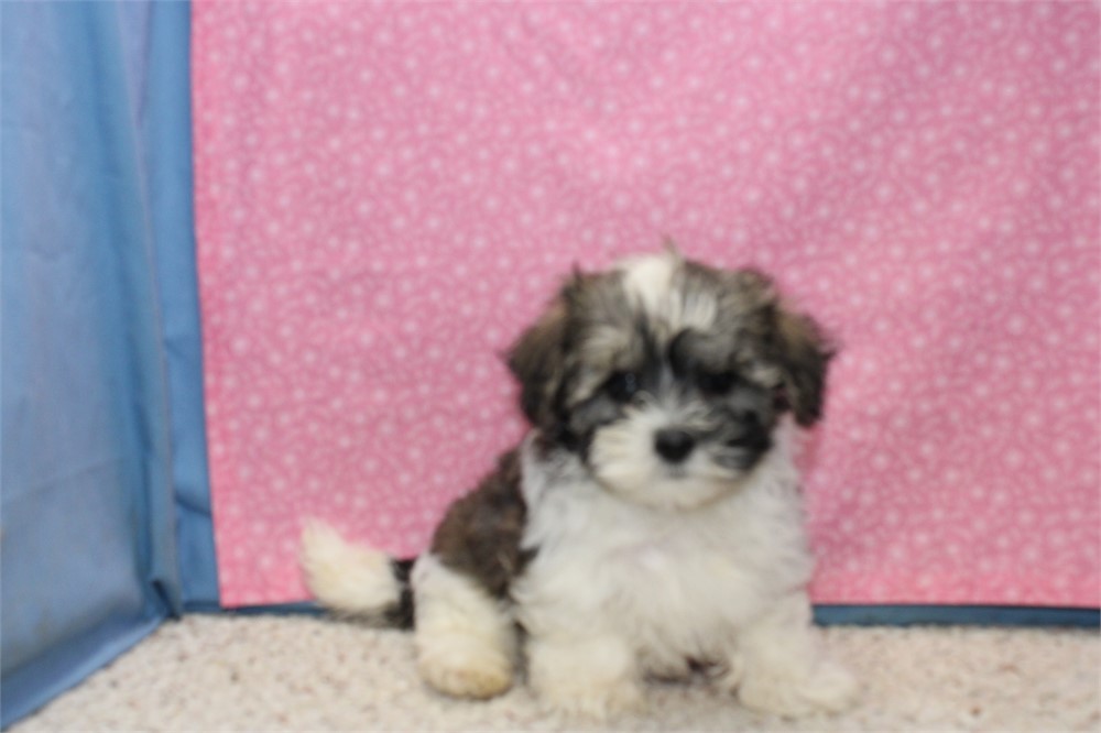 Morkiepoo Male