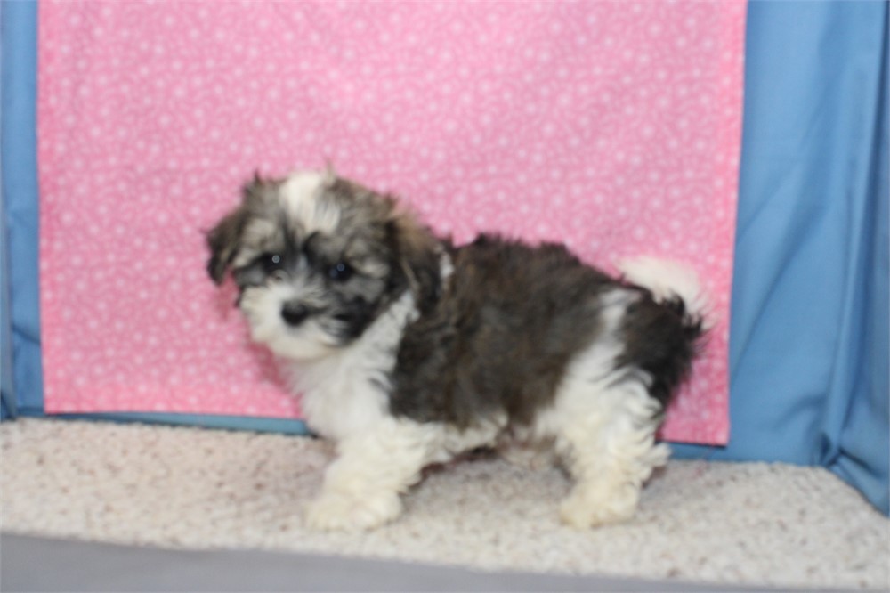 Morkiepoo Male