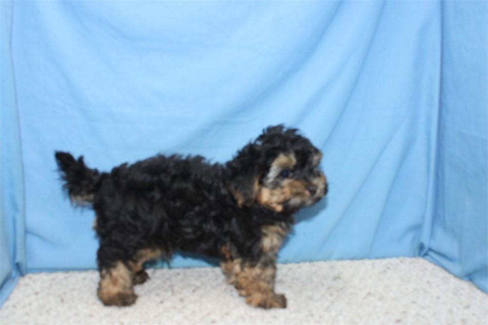Morkiepoo Male