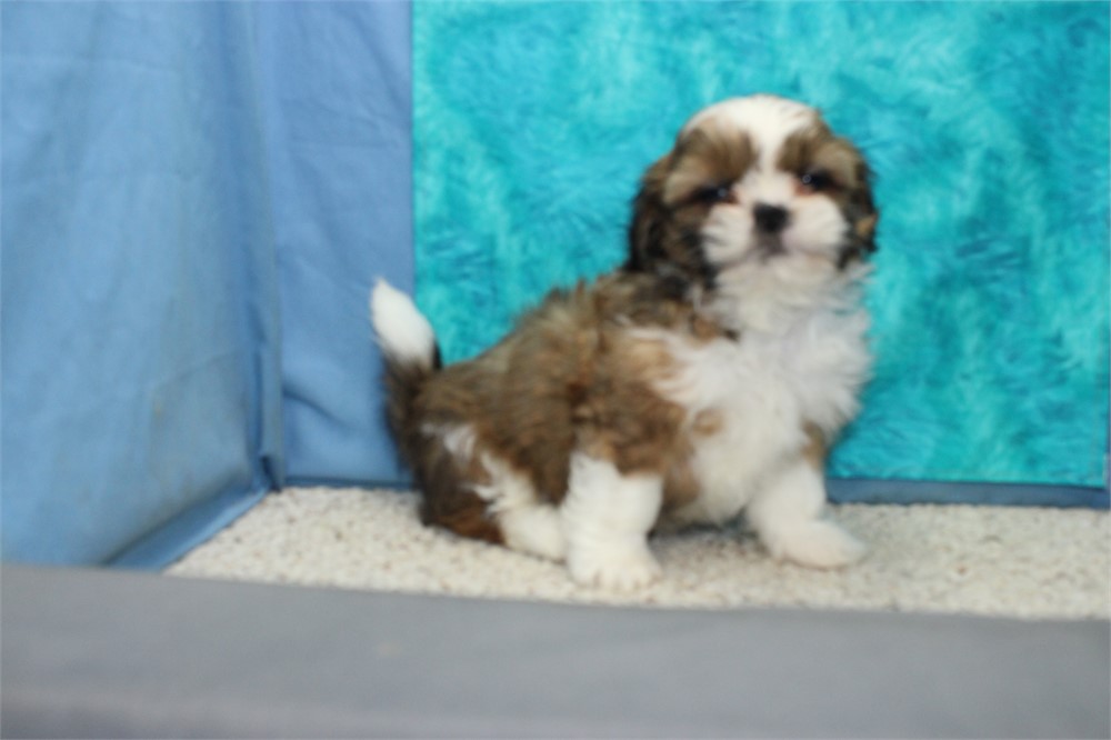 Shih Tzu Male