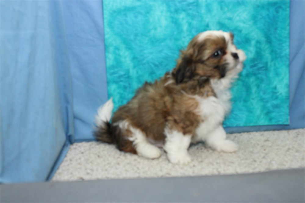 Shih Tzu Male