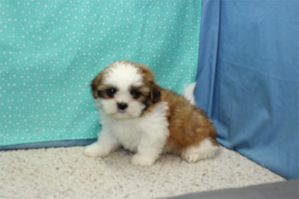 Shih Tzu Male