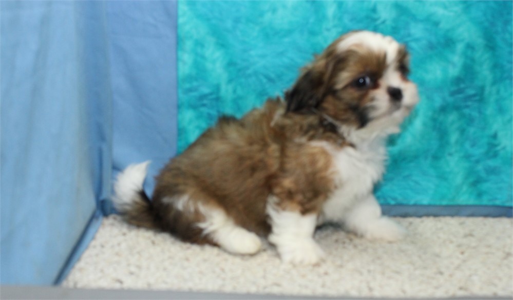 Shih Tzu Male