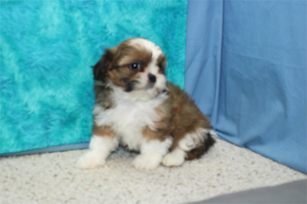 Shih Tzu Male