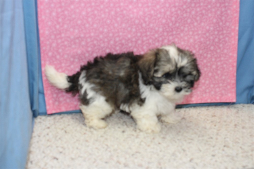 Morkiepoo Male