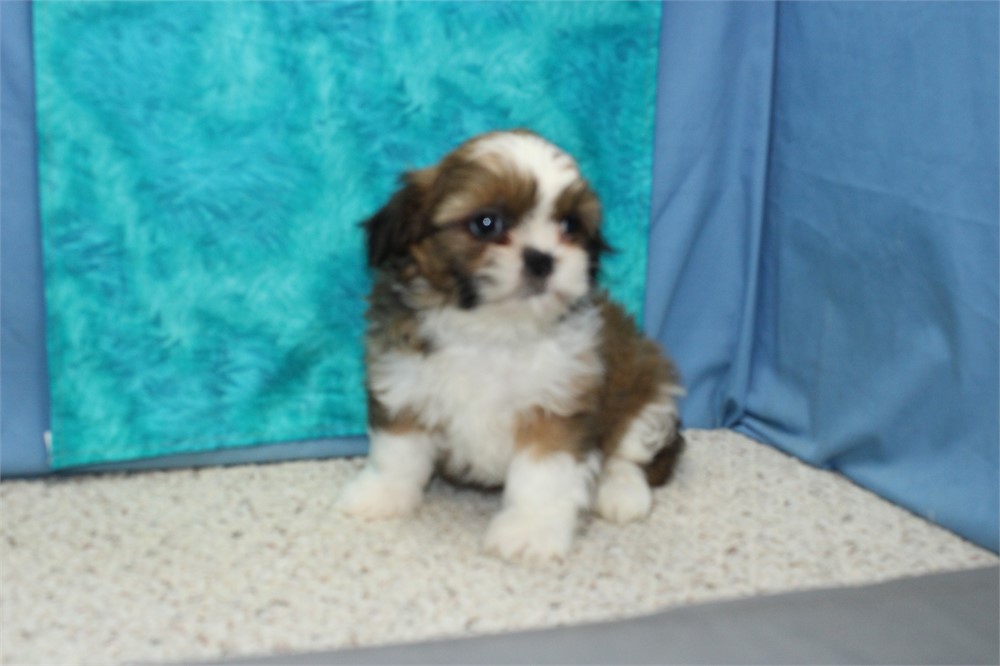 Shih Tzu Male
