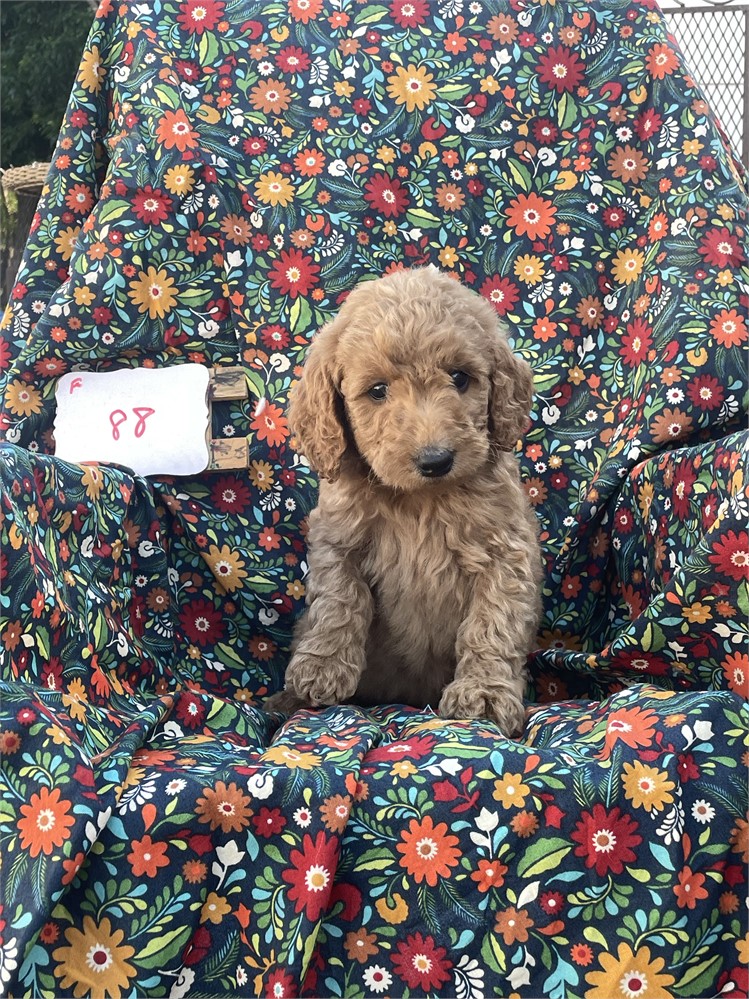Golden doodle