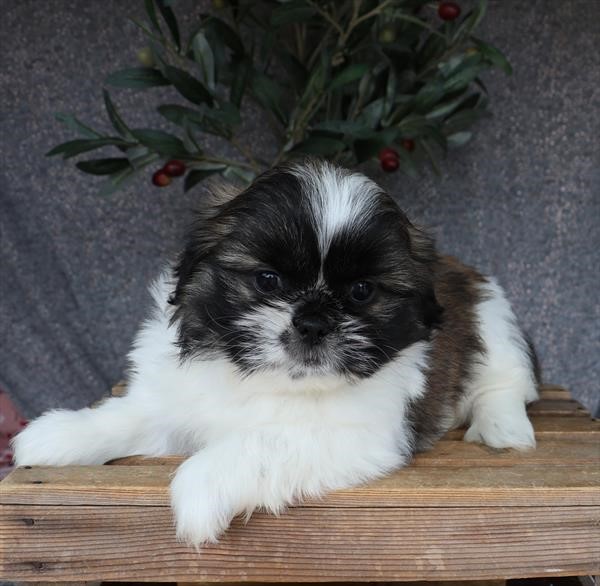 Female Shih Tzu