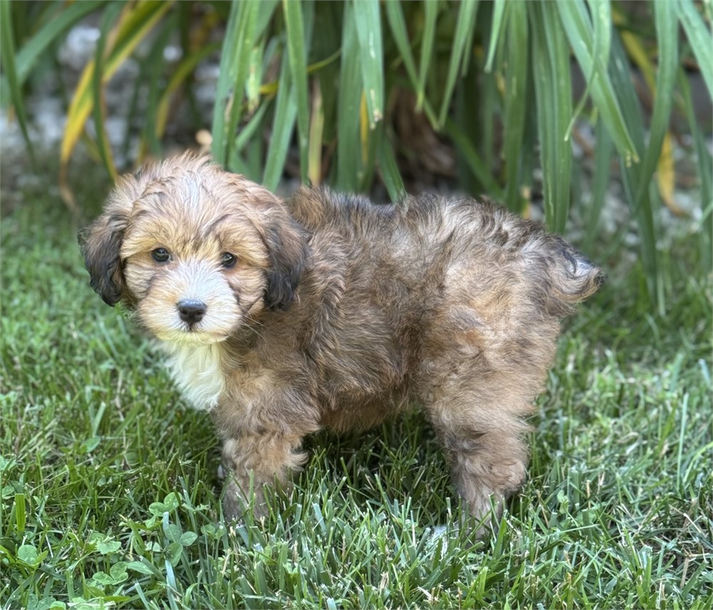 Nice F1B mini Aussiedoodle