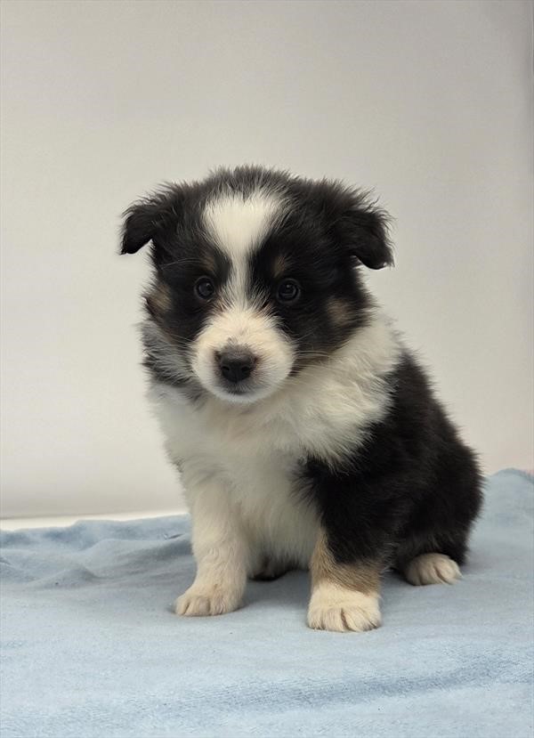 Male Shetland Sheepdog