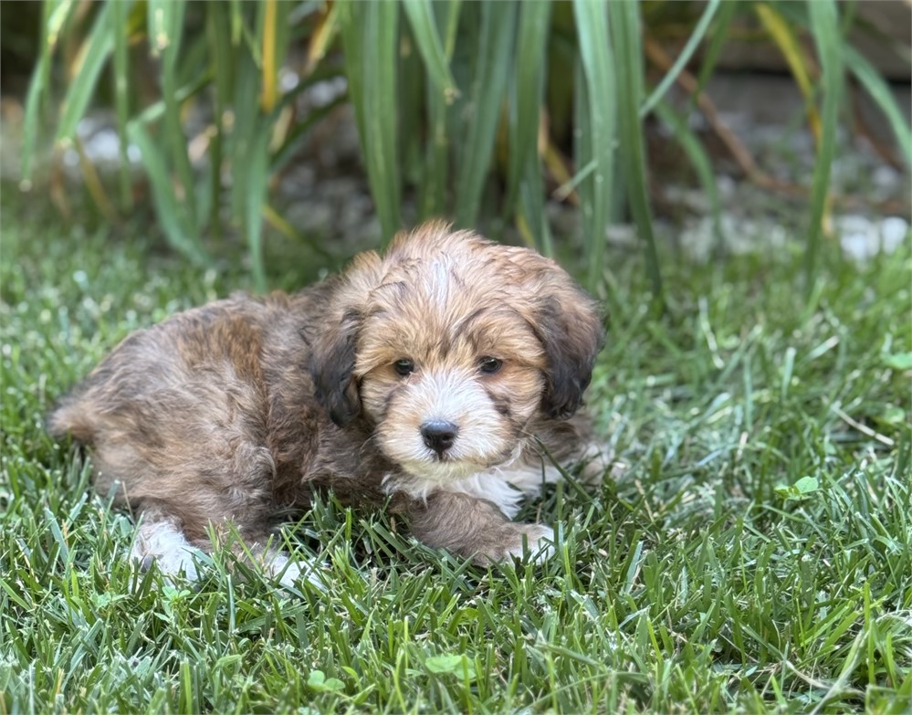 Nice F1B mini Aussiedoodle
