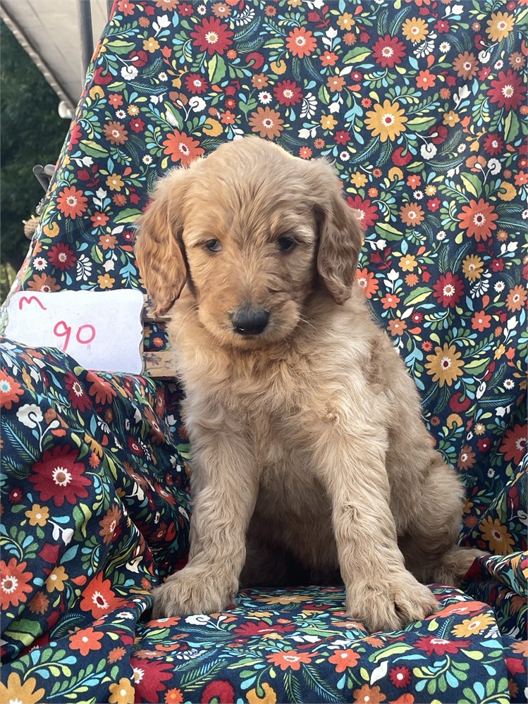 Golden doodle