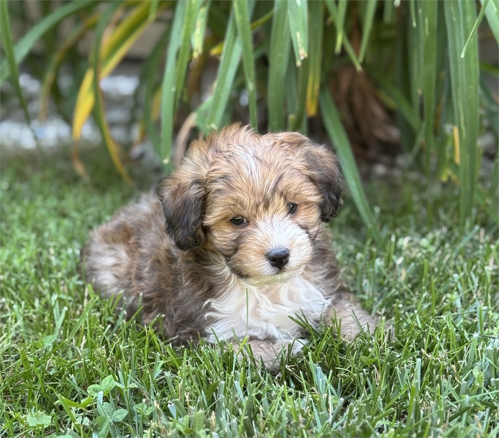 Nice F1B mini Aussiedoodle