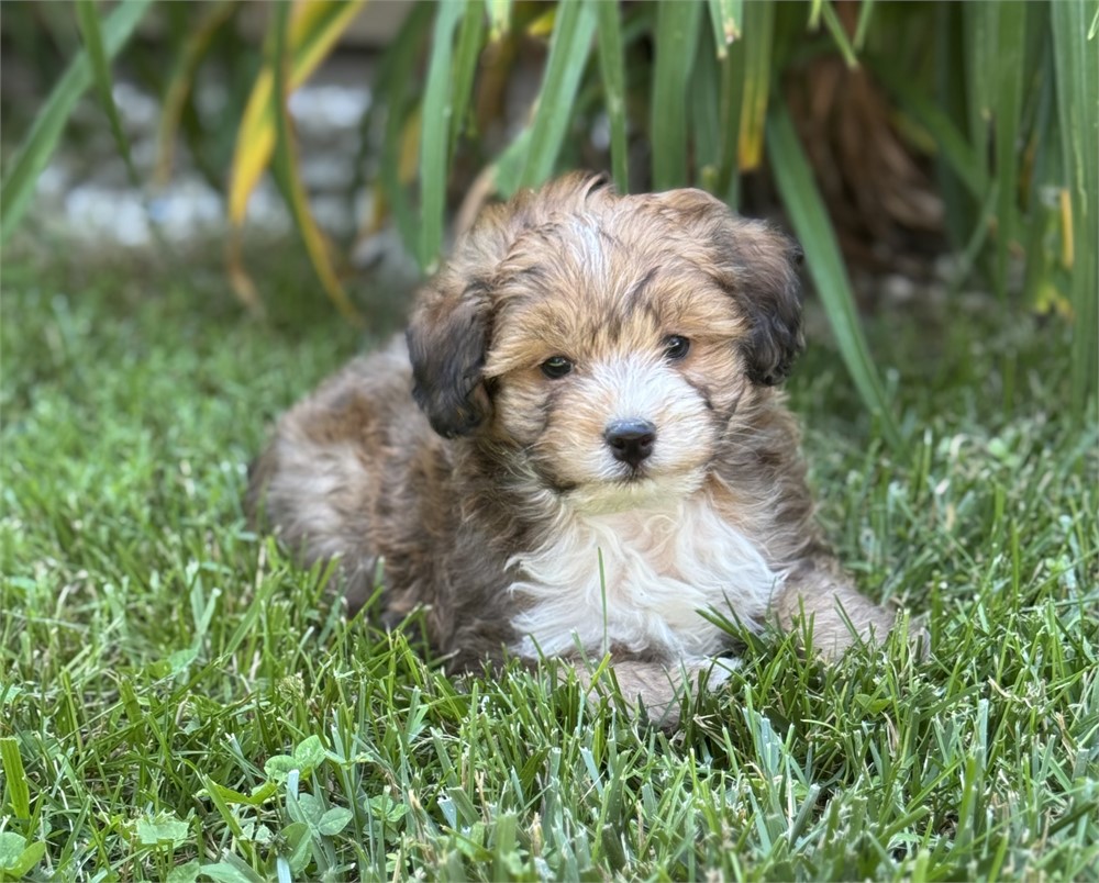Nice F1B mini Aussiedoodle
