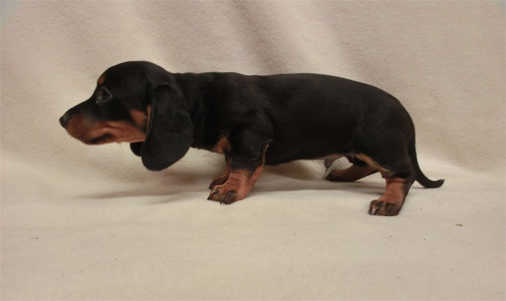 MALE BLACK AND TAN