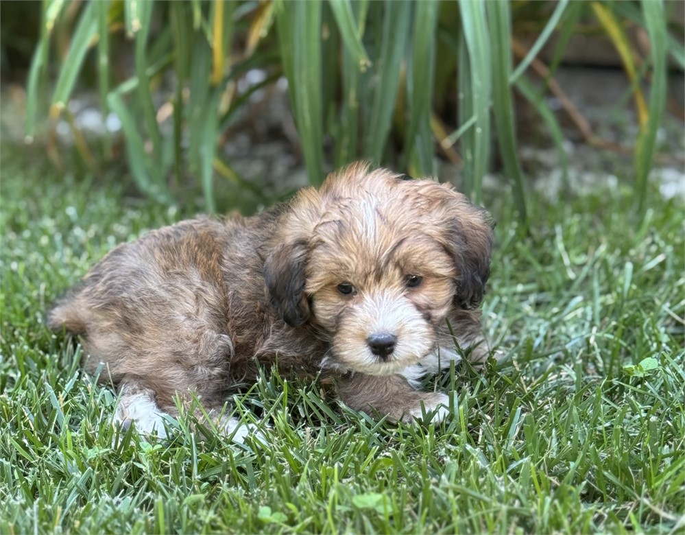 Nice F1B mini Aussiedoodle