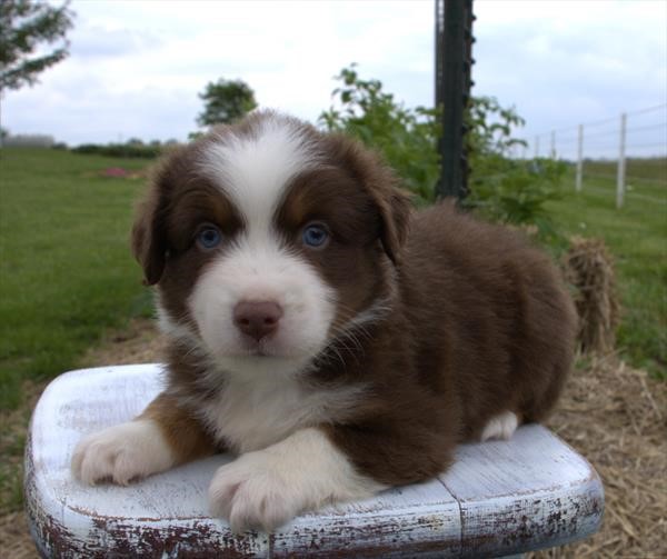 Mini Aussie Male
