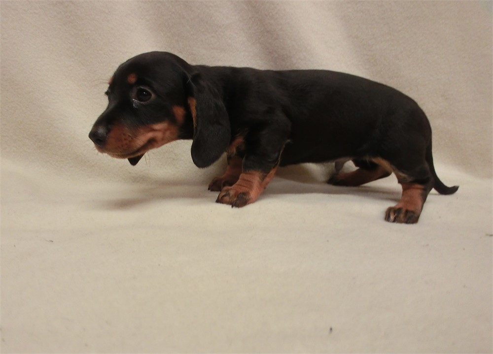 MALE BLACK AND TAN