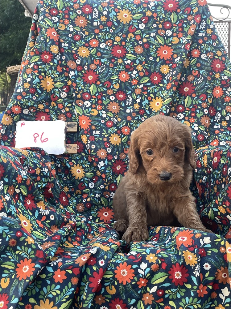 Golden doodle
