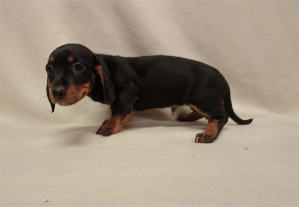 MALE BLACK AND TAN