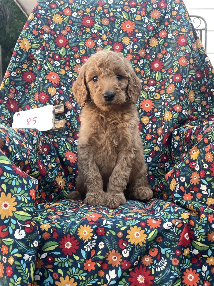 Golden doodle
