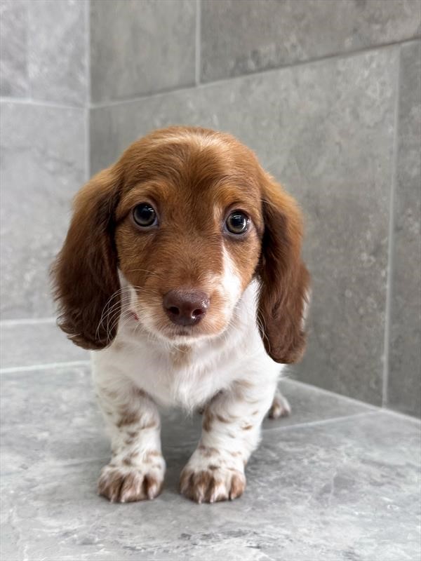 Dachshund 25287-02