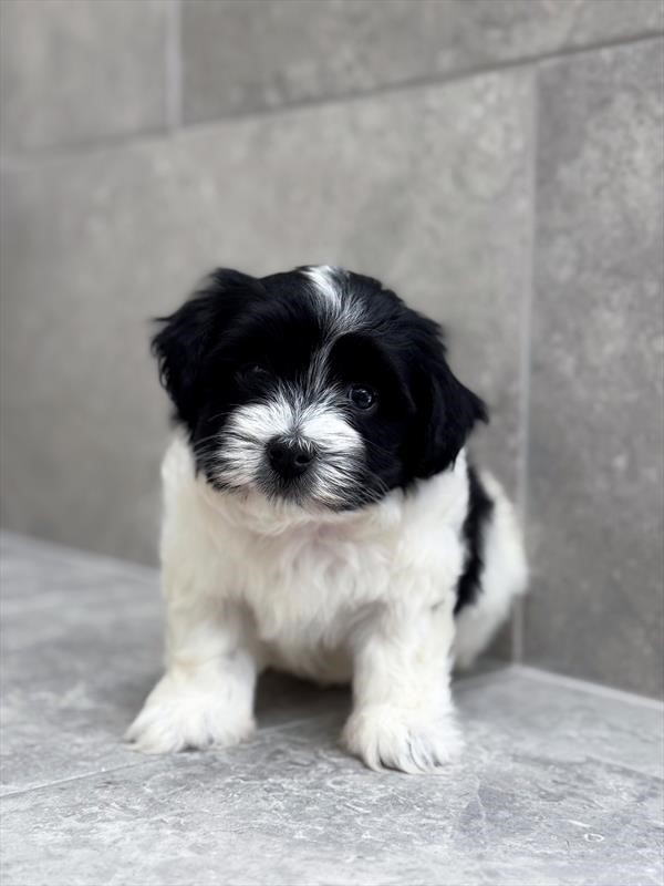 Havanese 25285-04