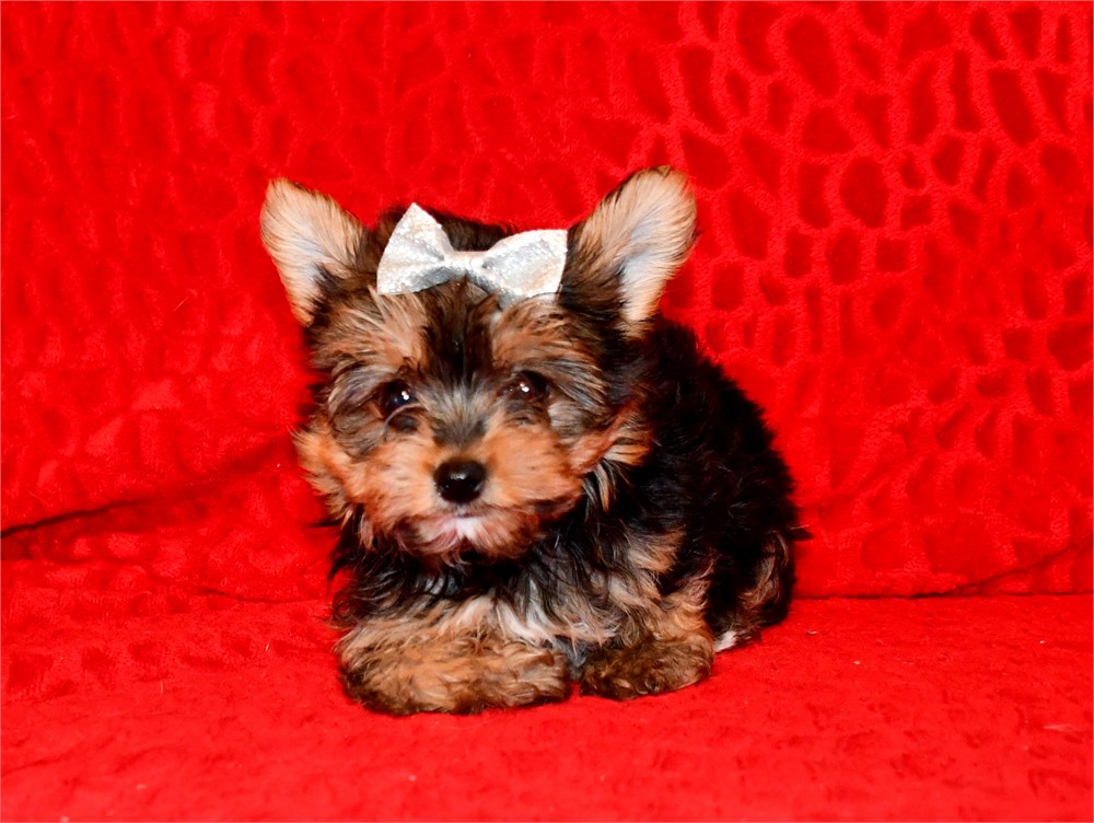 AKC - MACY