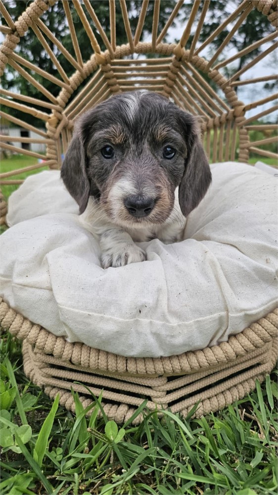 AKC Mini Male