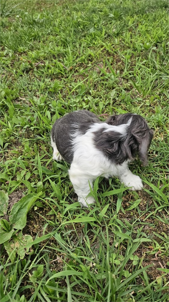 AKC Mini Male