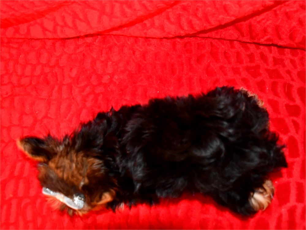 AKC - MACY