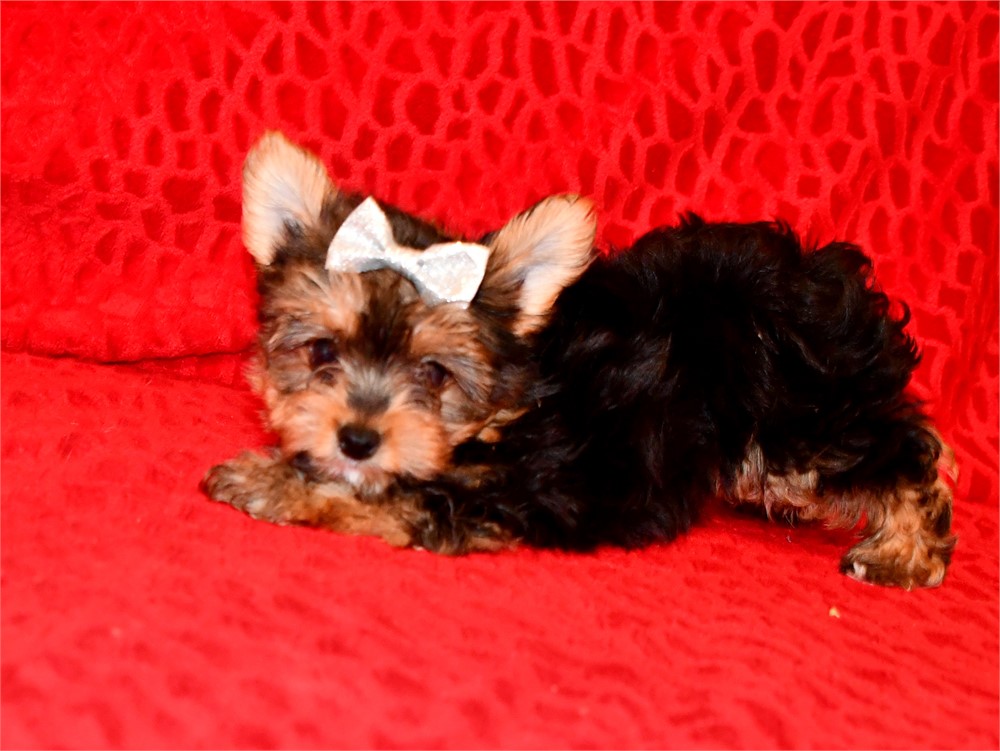 AKC - MACY