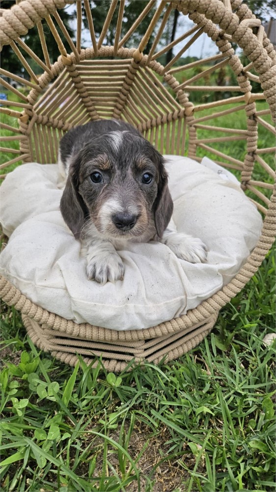 AKC Mini Male