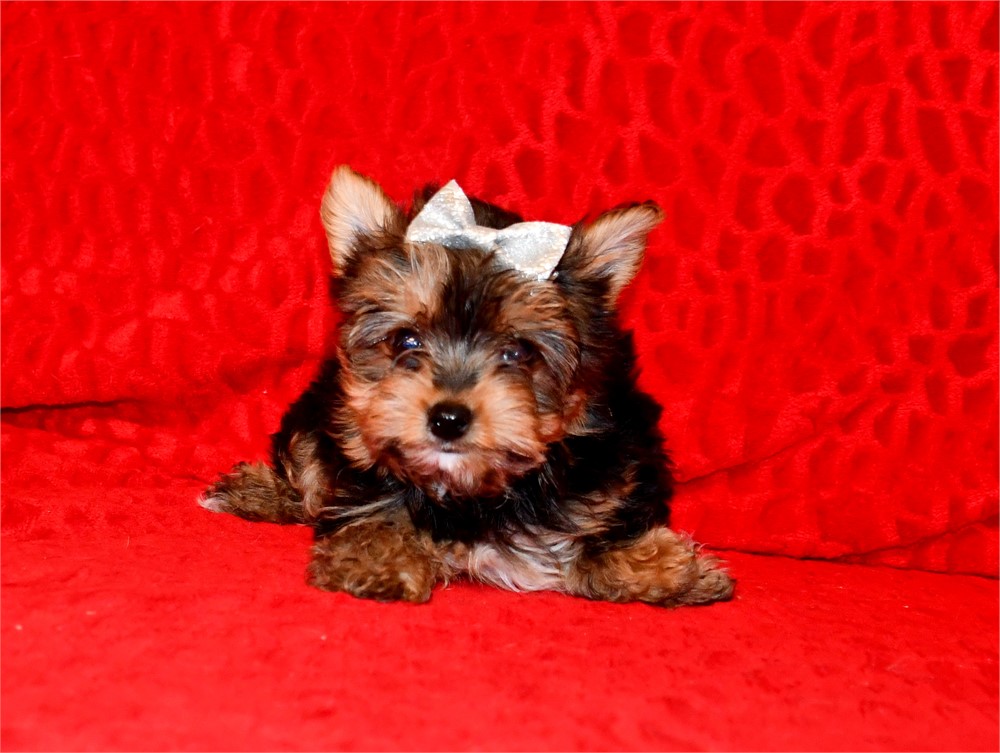AKC - MACY