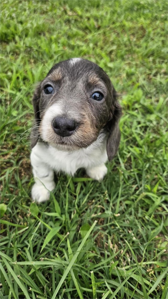 AKC Mini Male