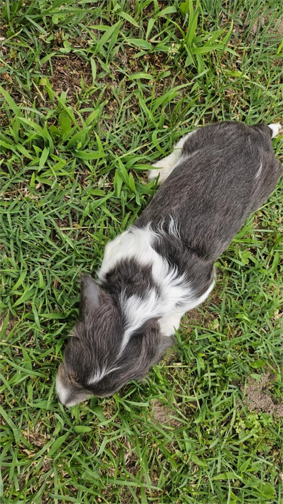 AKC Mini Male