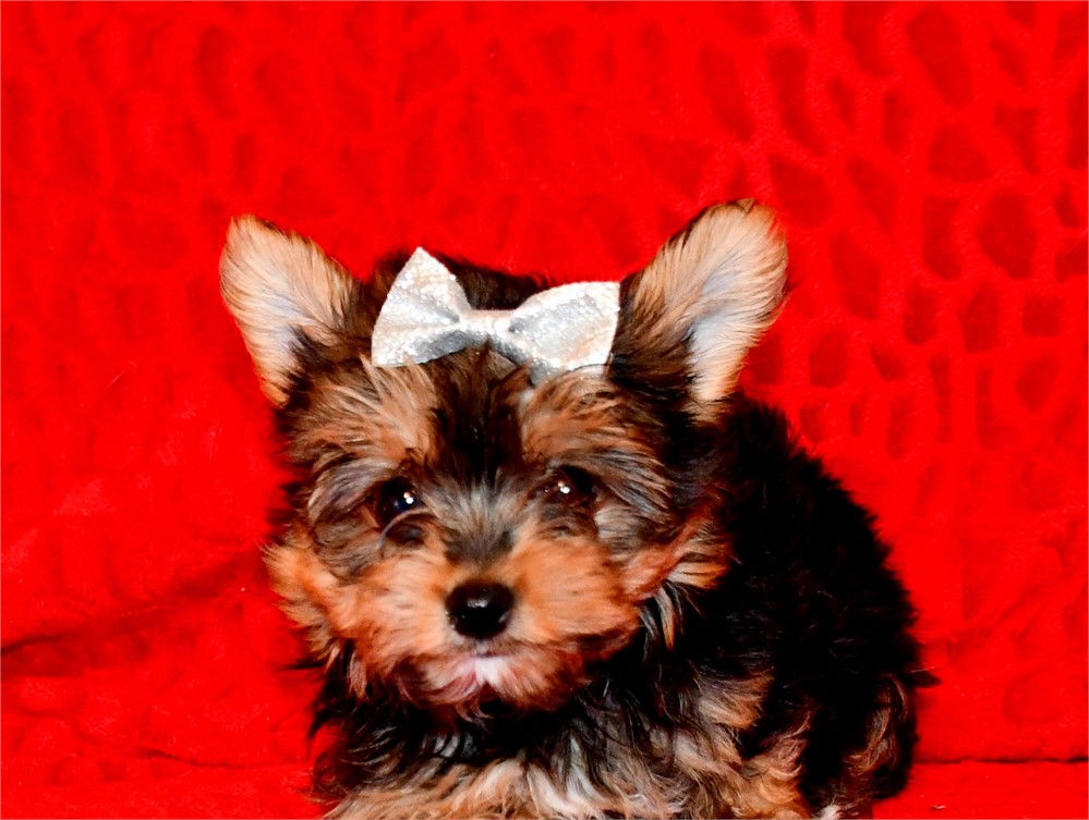 AKC - MACY