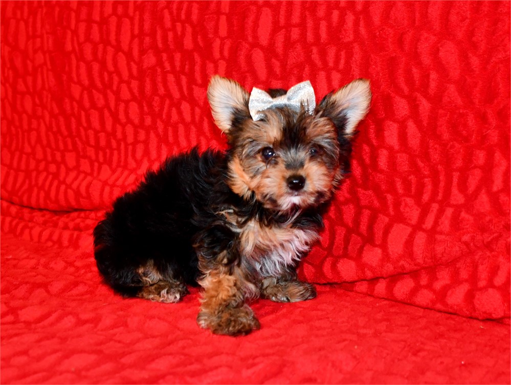 AKC - MACY