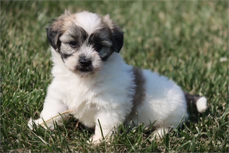 Male Coton